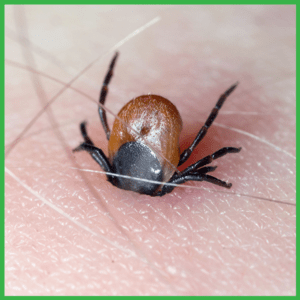 human’s skin irritated by ticks