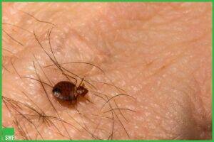 image of bed bugs to show what causes bed bugs at homes