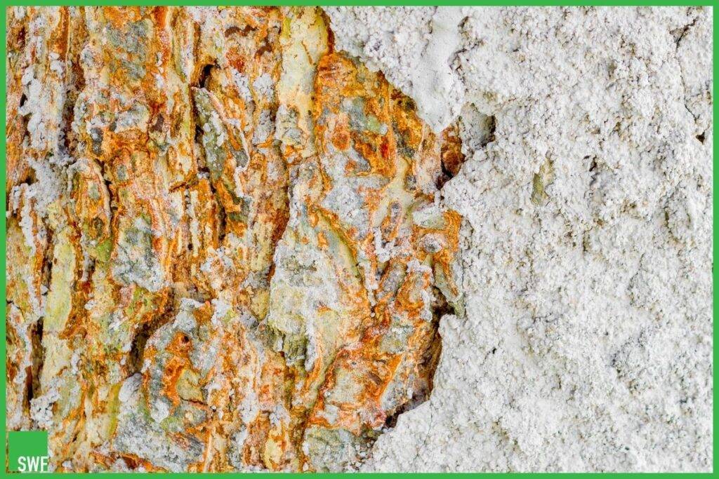 هل النمل الأبيض يعيش في الجدران الخرسانية