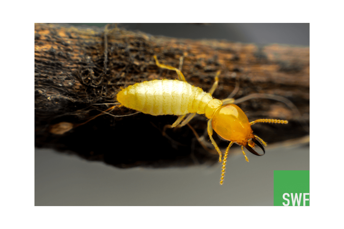 النمل الأبيض