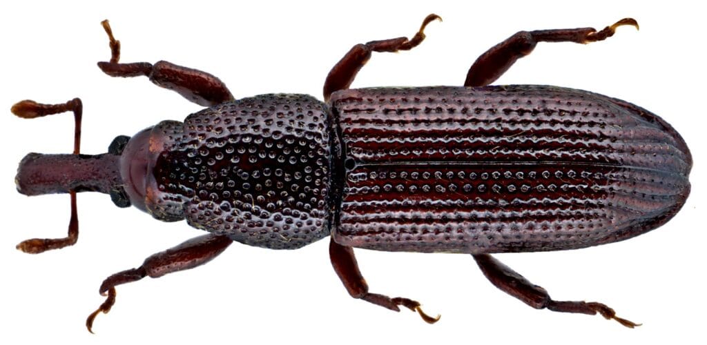 Wood-boring weevil (Euophryum confine)
