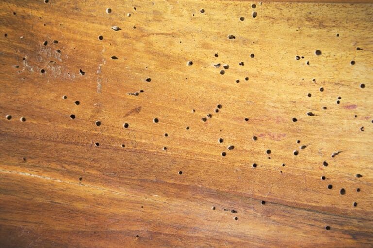 علامات وجود دود الخشب