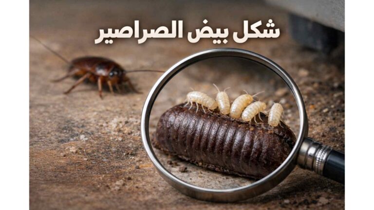 شكل بيض الصراصير: كيف تميّزه بالصور وأفضل طريقة للتخلص منه نهائيًا