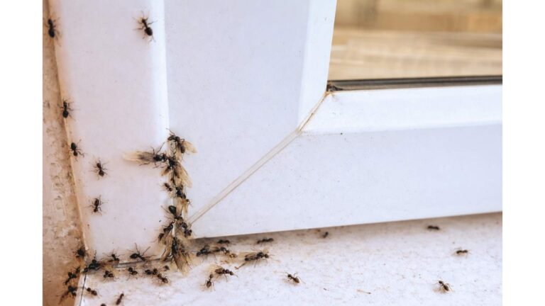 النمل الطائر: أسبابه، خطورته، وأفضل طرق التخلص منه نهائيًا