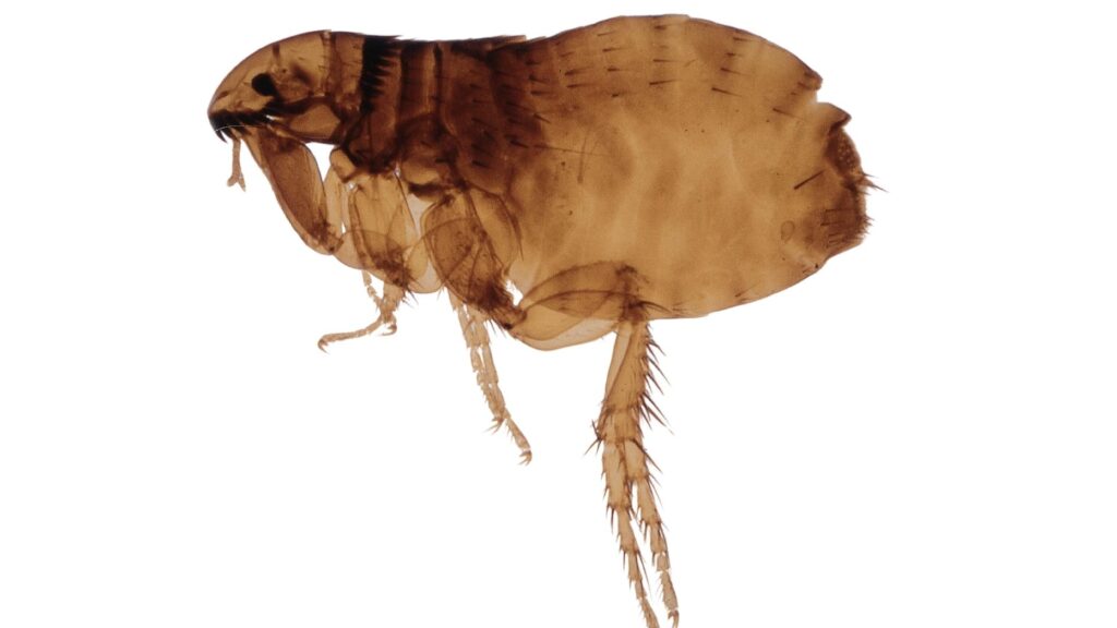 شكل البرغوث