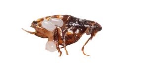 دورة حياة البرغوث