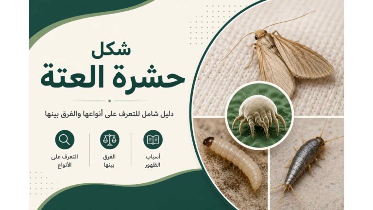 شكل حشرة العتة