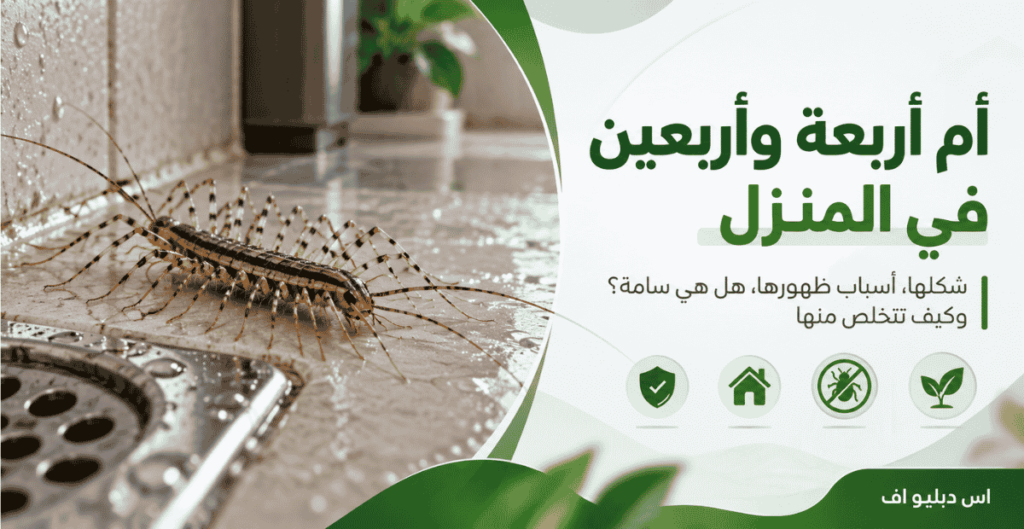 أم أربعة وأربعين في المنزل: شكلها، أسباب ظهورها، هل هي سامة؟ وكيف تتخلص منها